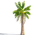 Animated Palm Trees