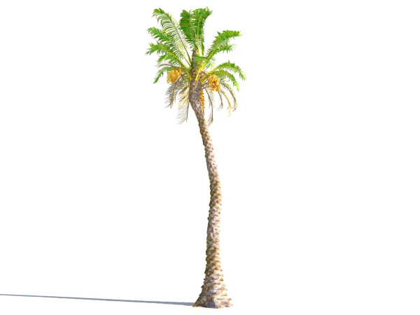 Animated Palm Trees