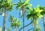 Animated Palm Trees