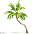 Animated Palm Trees