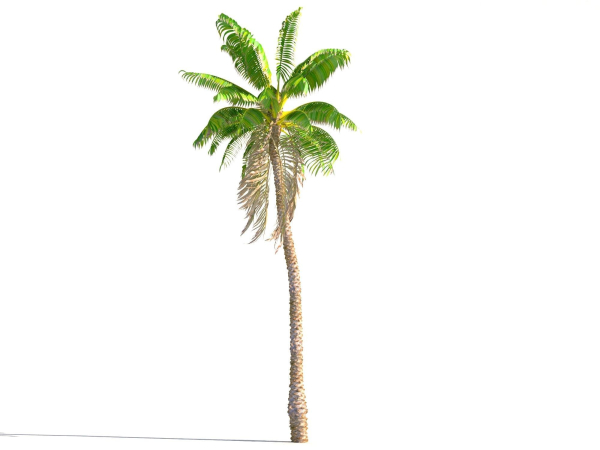 Animated Palm Trees