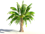 Animated Palm Trees