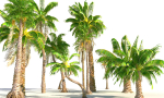 Animated Palm Trees