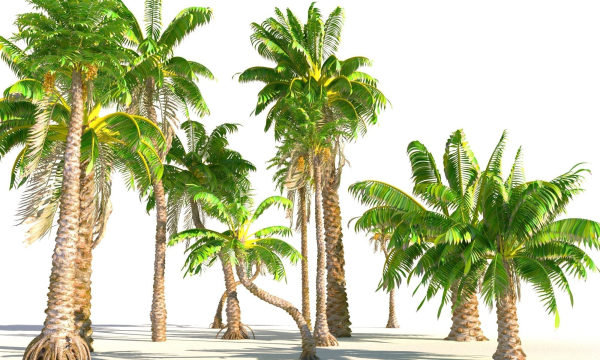 Animated Palm Trees