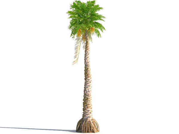 Animated Palm Trees