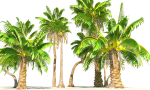 Animated Palm Trees