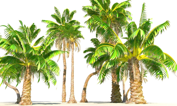 Animated Palm Trees