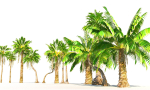 Animated Palm Trees