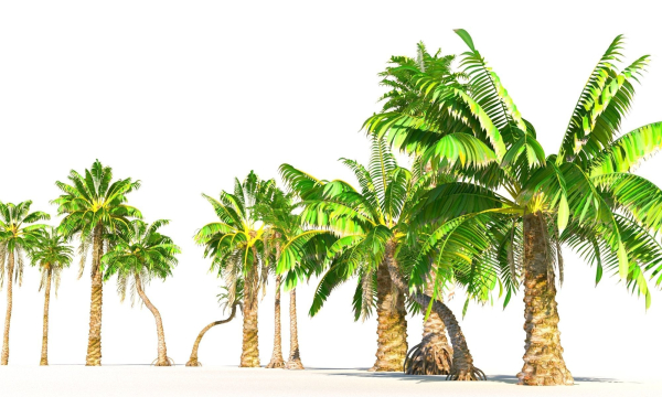 Animated Palm Trees