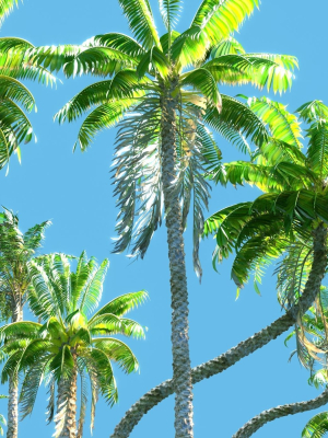 Animated Palm Trees