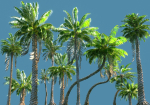 Animated Palm Trees