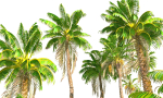 Animated Palm Trees