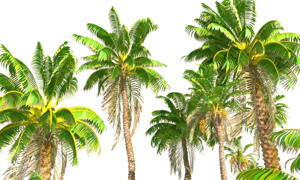 Animated Palm Trees