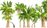 Animated Palm Trees