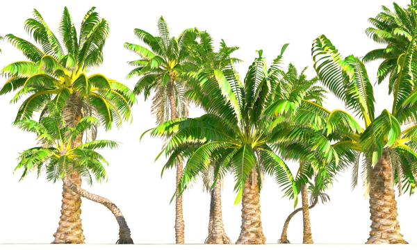 Animated Palm Trees
