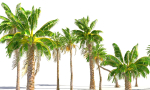 Animated Palm Trees