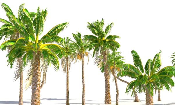 Animated Palm Trees
