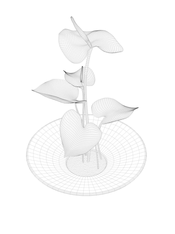 Anthurium Flower Tray