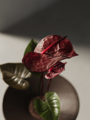 anthurium-flower-tray-3d-model-93ddd488d9