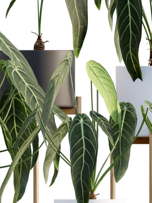 anthurium-warocqueanum-3d-model