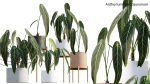 Anthurium Warocqueanum