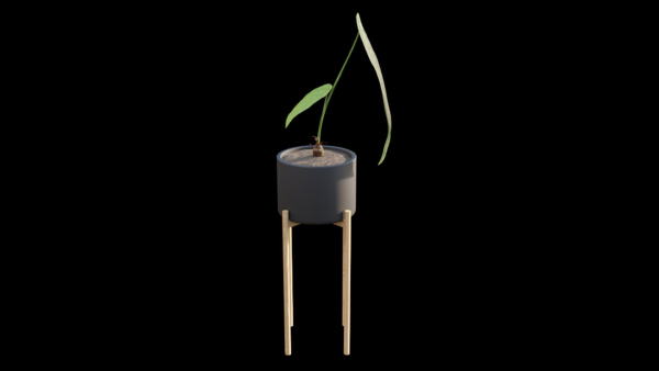 Anthurium Warocqueanum