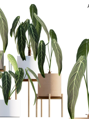 Anthurium Warocqueanum