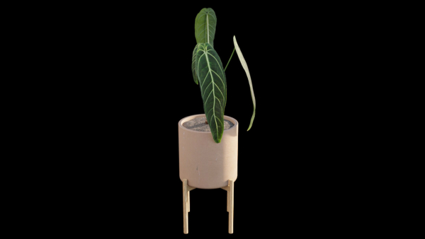 Anthurium Warocqueanum