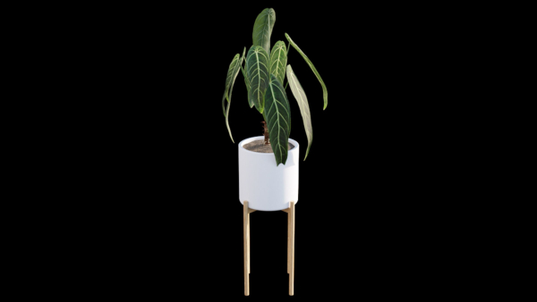 Anthurium Warocqueanum
