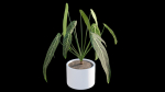 Anthurium Warocqueanum