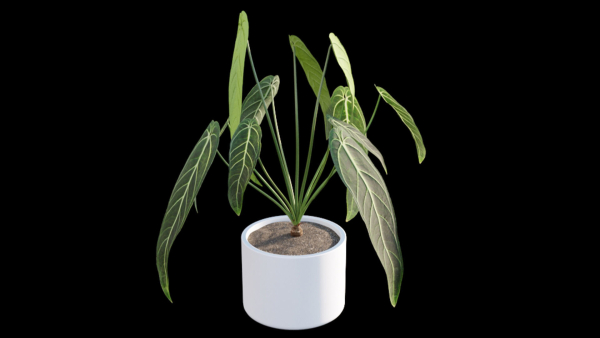 Anthurium Warocqueanum