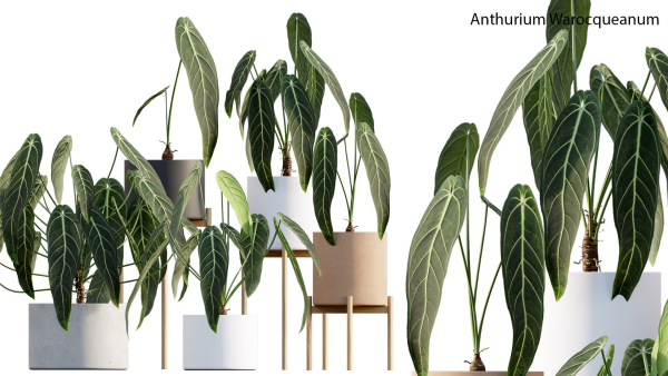 Anthurium Warocqueanum