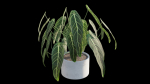 Anthurium Warocqueanum
