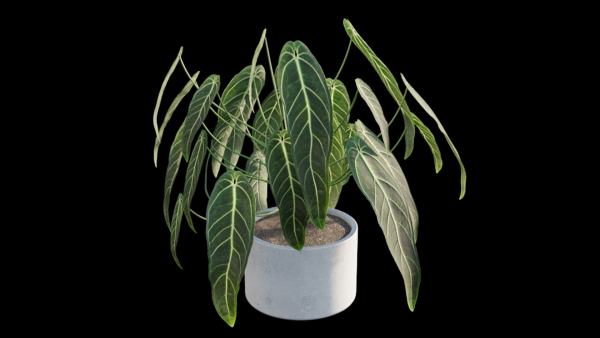 Anthurium Warocqueanum
