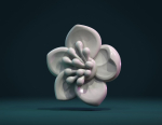 Apple flower