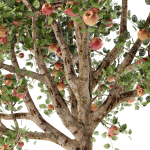 Apple tree