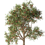 Apple tree