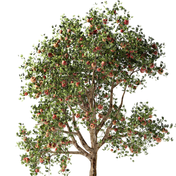 Apple tree