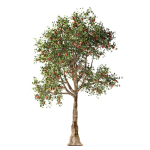 Apple tree