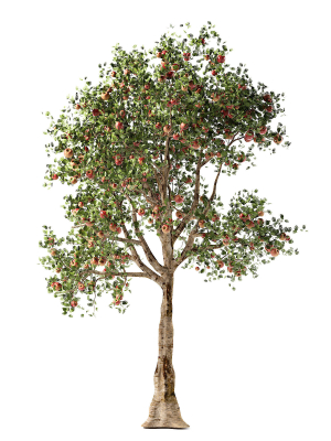 apple-tree-3d-model-64d59f0c43