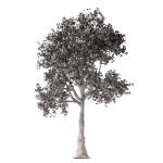 Apple tree