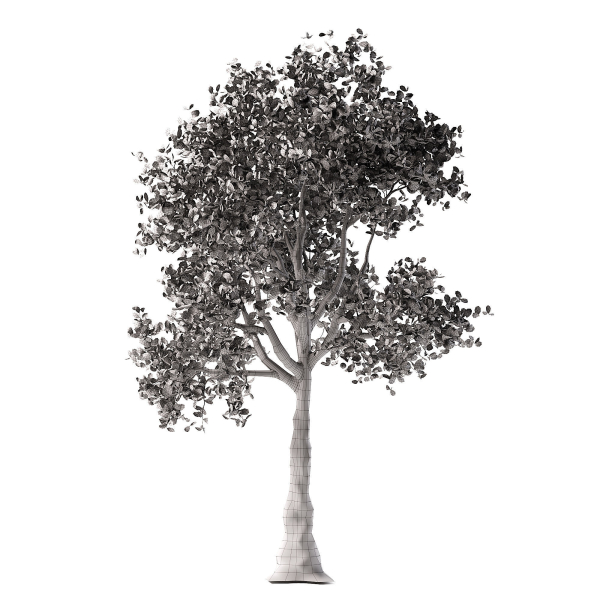 Apple tree