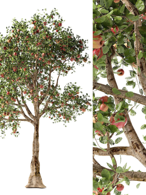Apple tree