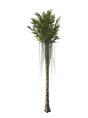 aquilaria-agarwood-tree-3d-model-max-obj-fbx
