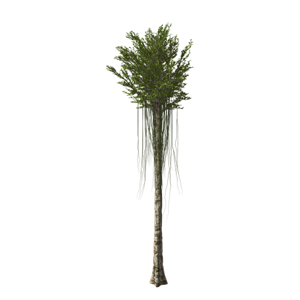 Aquilaria Agarwood tree