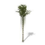 Aquilaria Agarwood tree