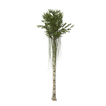 Aquilaria Agarwood tree