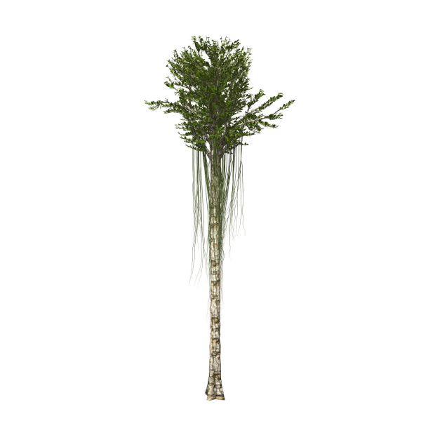 Aquilaria Agarwood tree