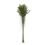 Aquilaria Agarwood tree
