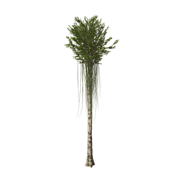 Aquilaria Agarwood tree